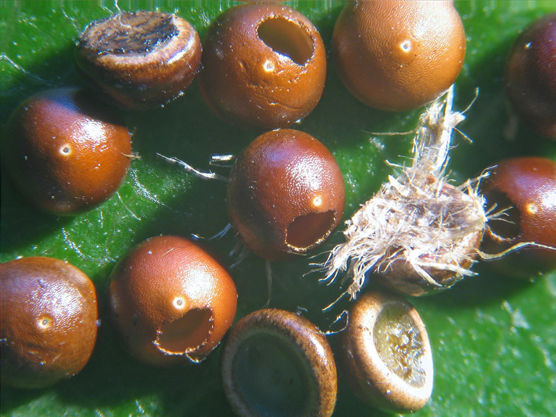 Cerura (Cerura) vinula